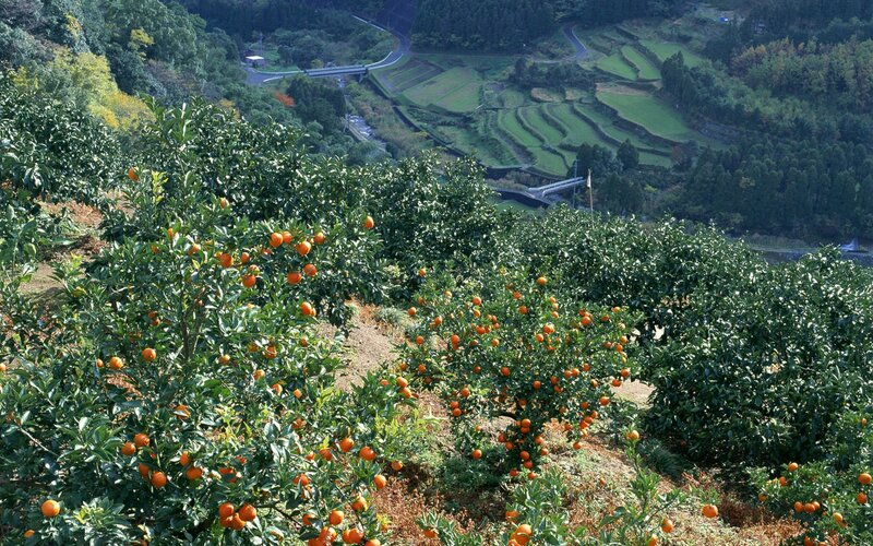 Orchard with citrus trees