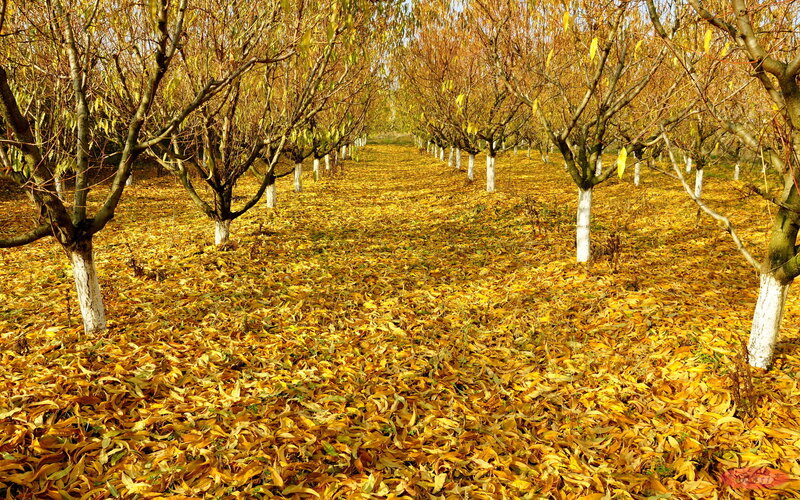 Orchard with Fallen Leaves
