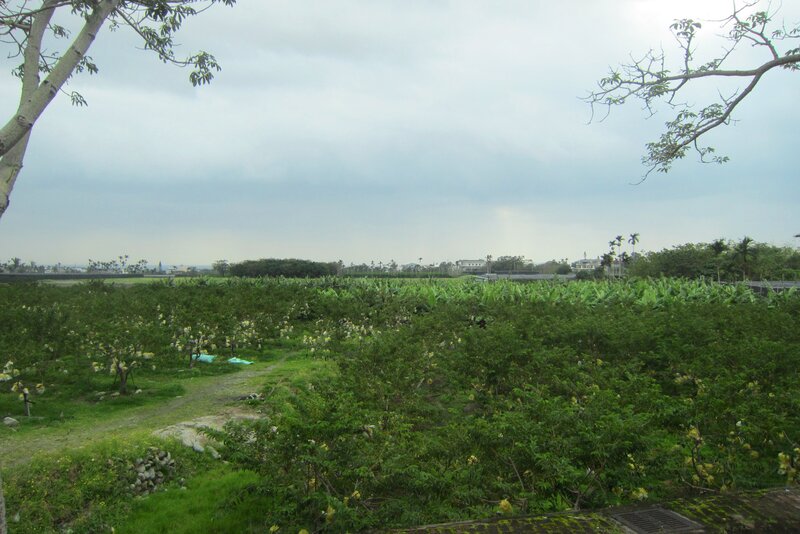 Orchard with Fruit Trees
