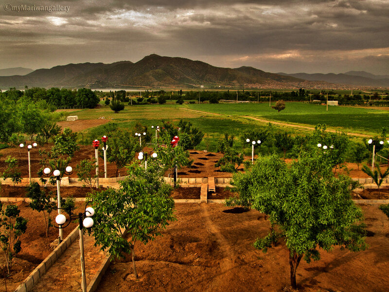 Orchard with Mountains