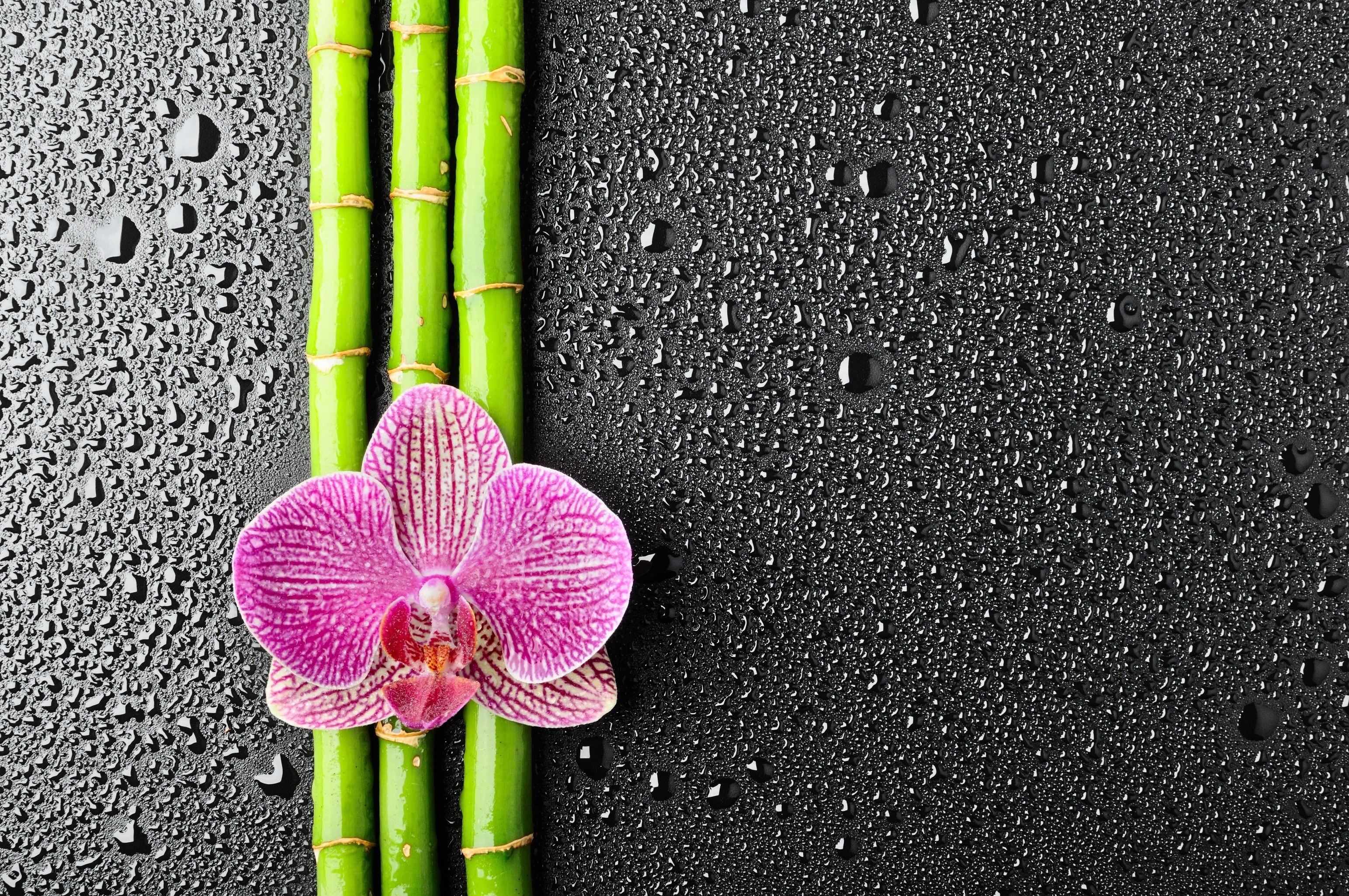 orchid and bamboo on wet surface