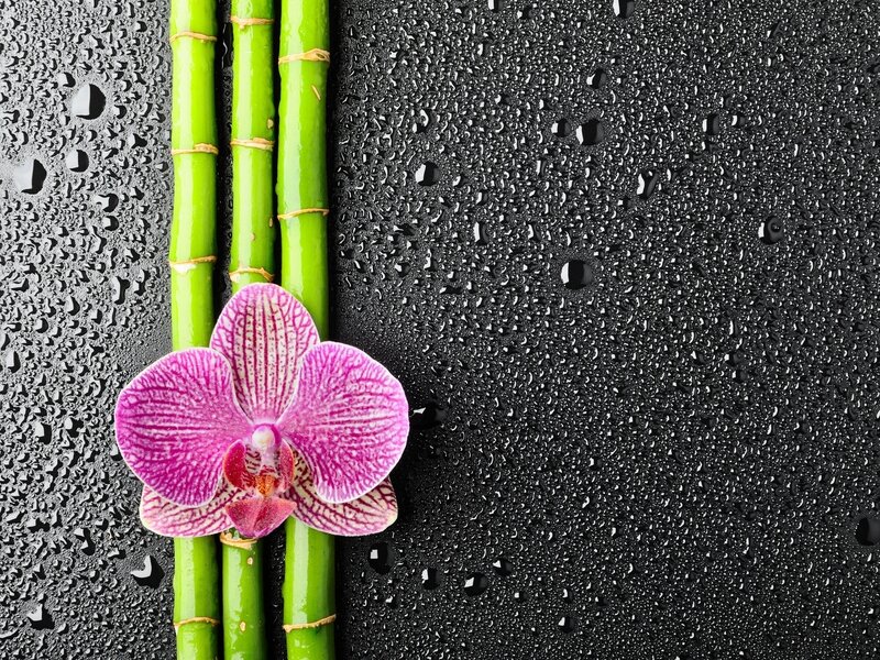 Orchid and bamboo on wet surface