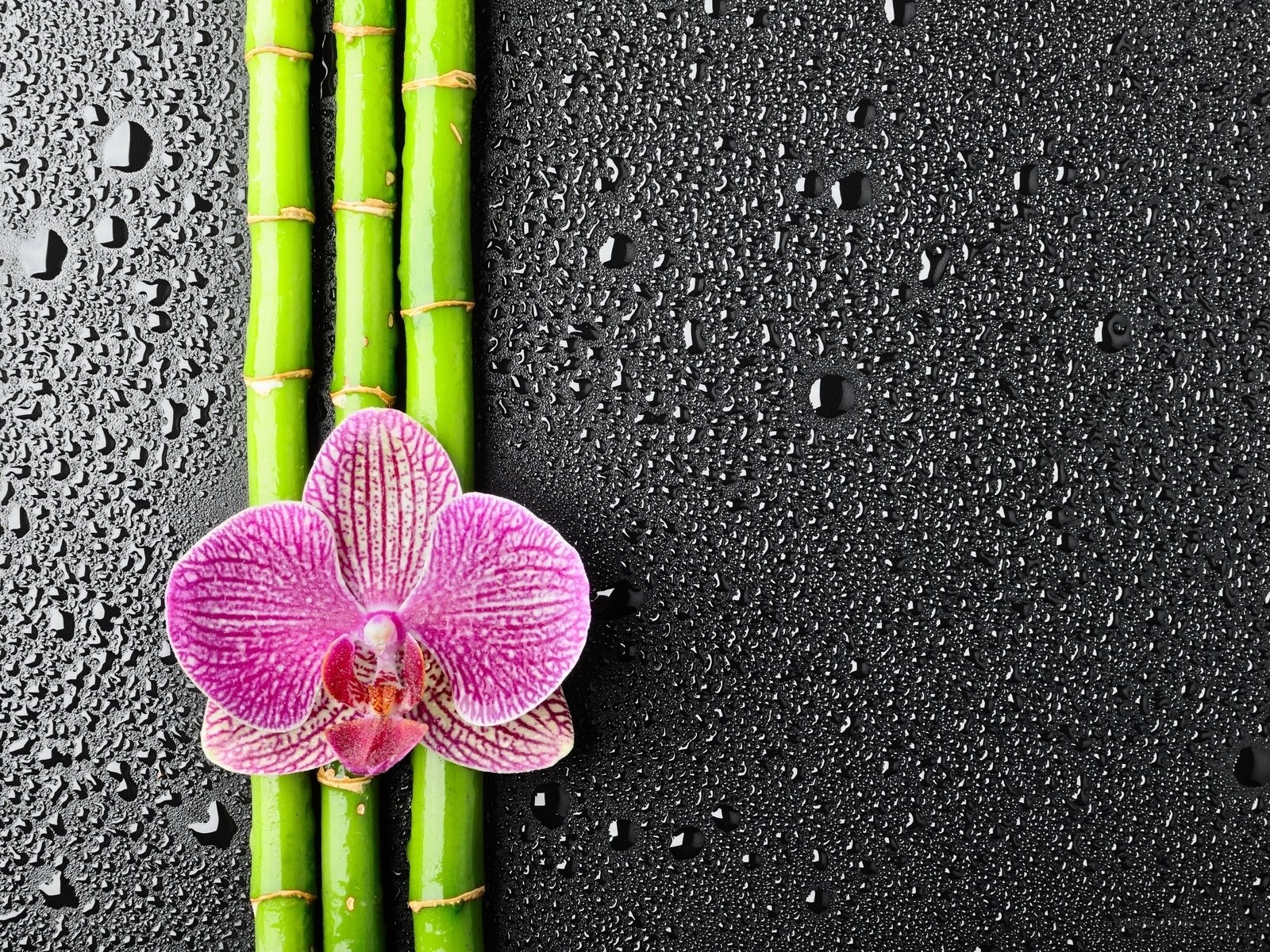 Orchid and bamboo on wet surface