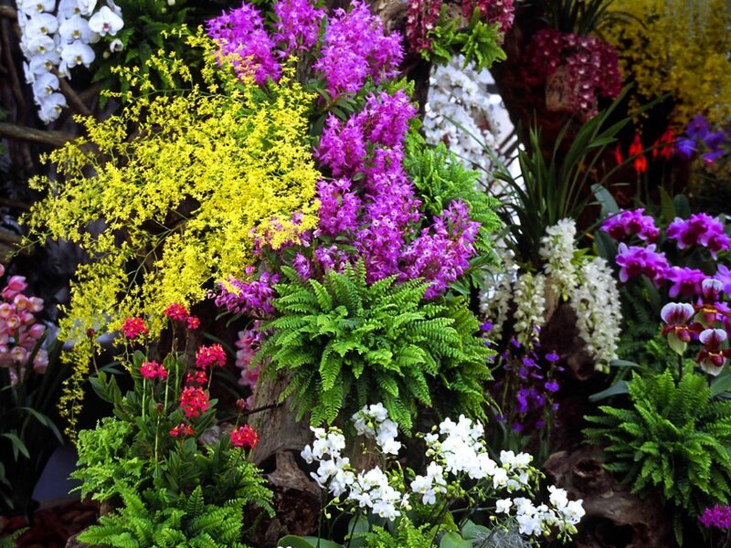 Orchid and Fern Arrangement
