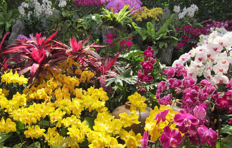 Orchid and Foliage Display