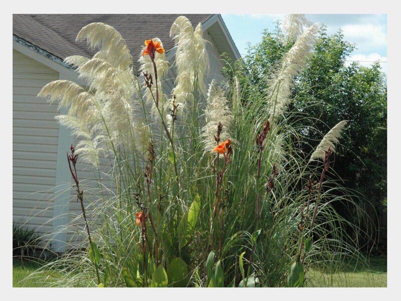 Orchid and pampas grass in garden
