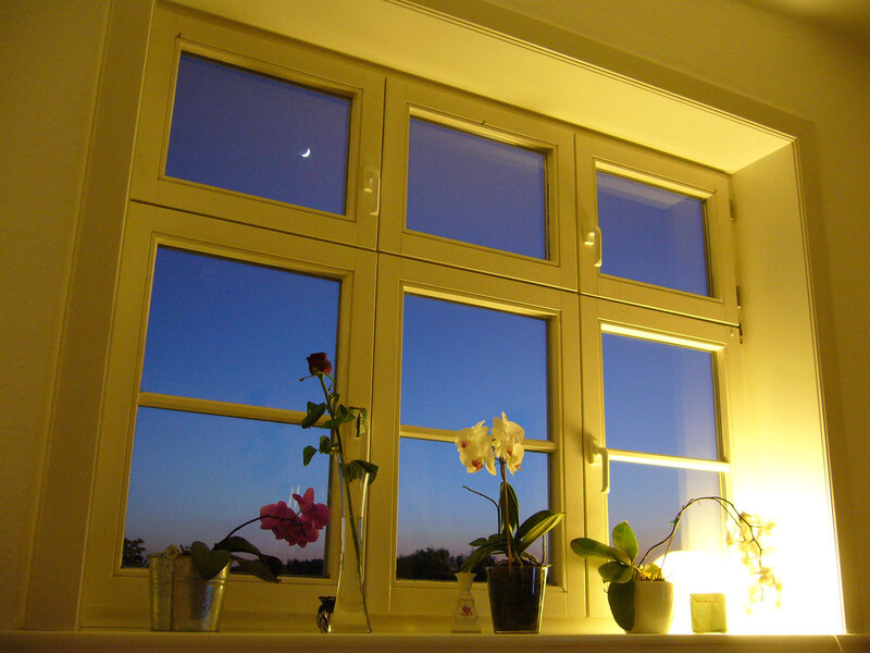Orchid and Rose on Windowsill