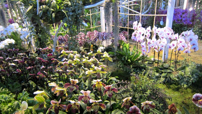 Orchid and Slipper Orchid Display