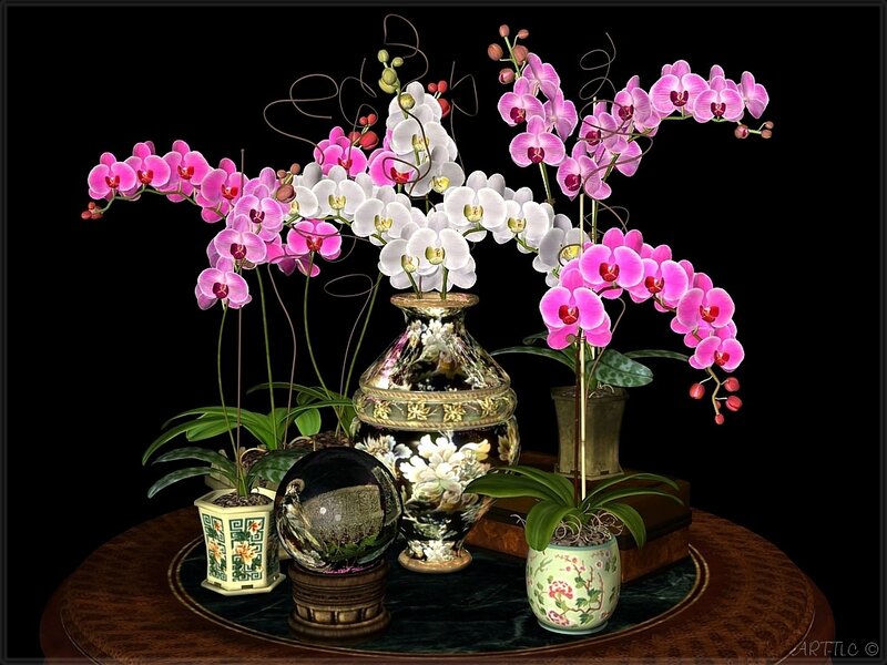 Orchid Arrangement on Table