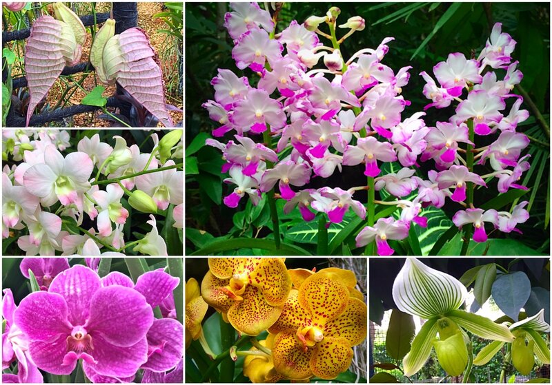 Orchid Collection — Pink