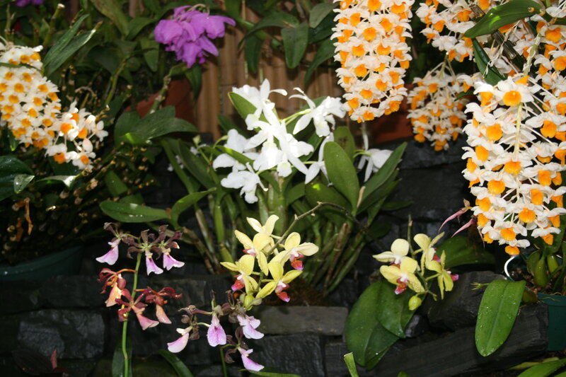 Orchid Collection