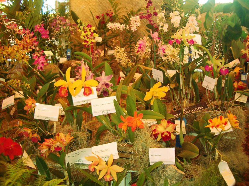 Orchid display at a show