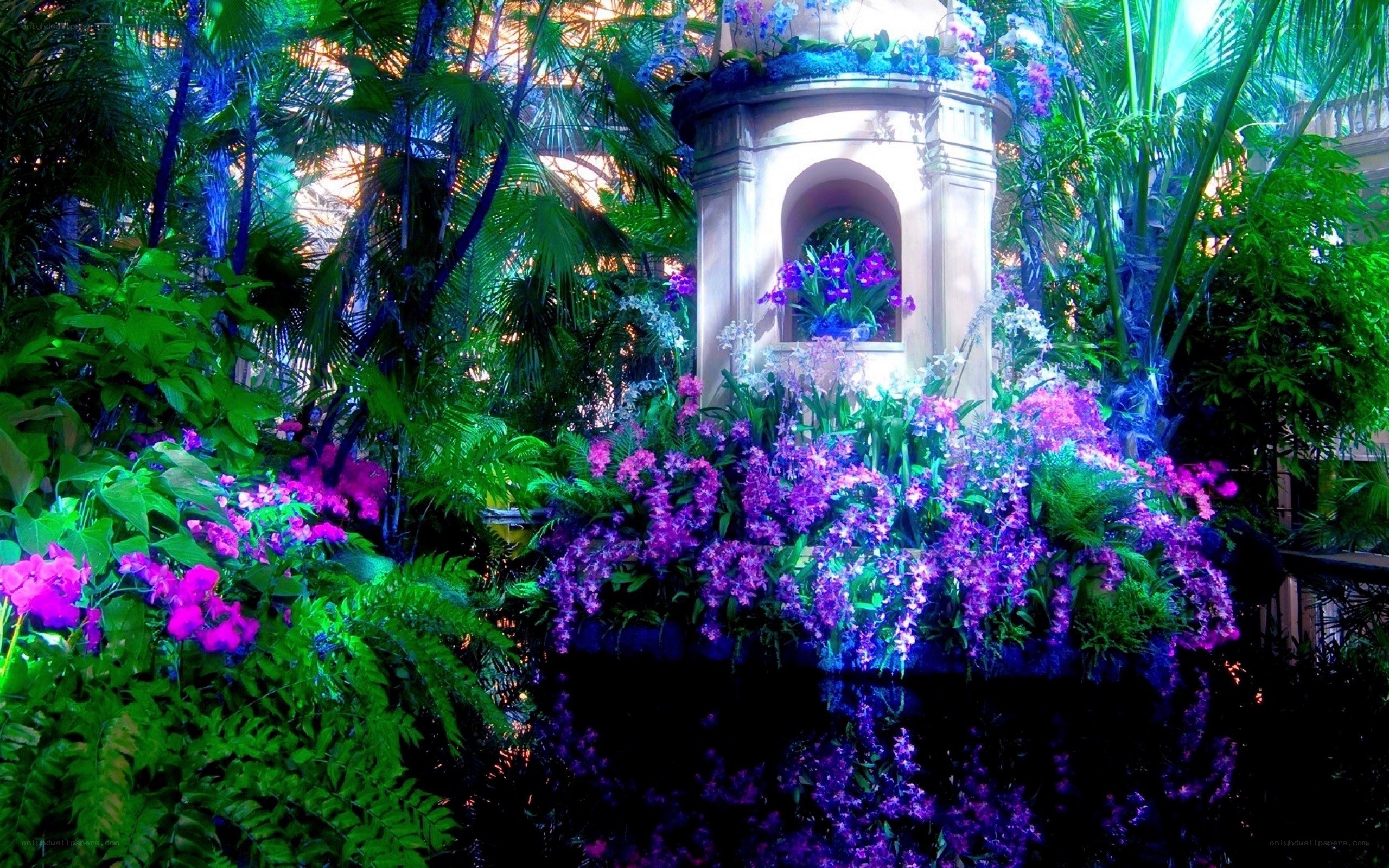 Orchid display in conservatory
