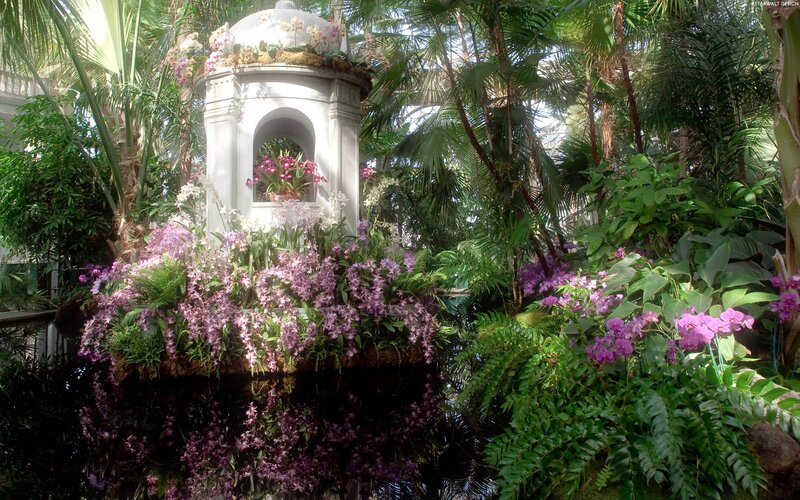 Orchid display in conservatory