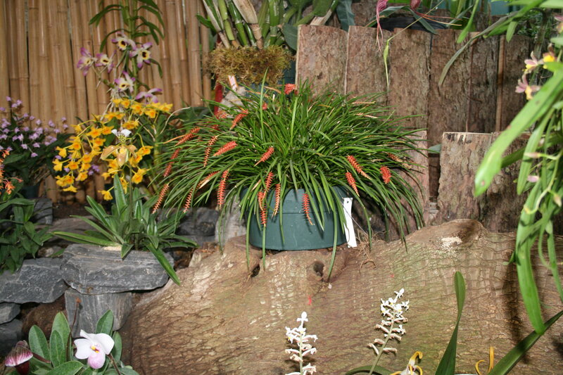 Orchid Display in Garden — Green, Calm
