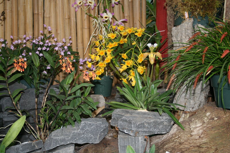 Orchid Display in Garden — Green