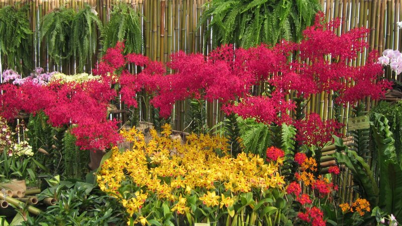 Orchid Display in Garden — Red