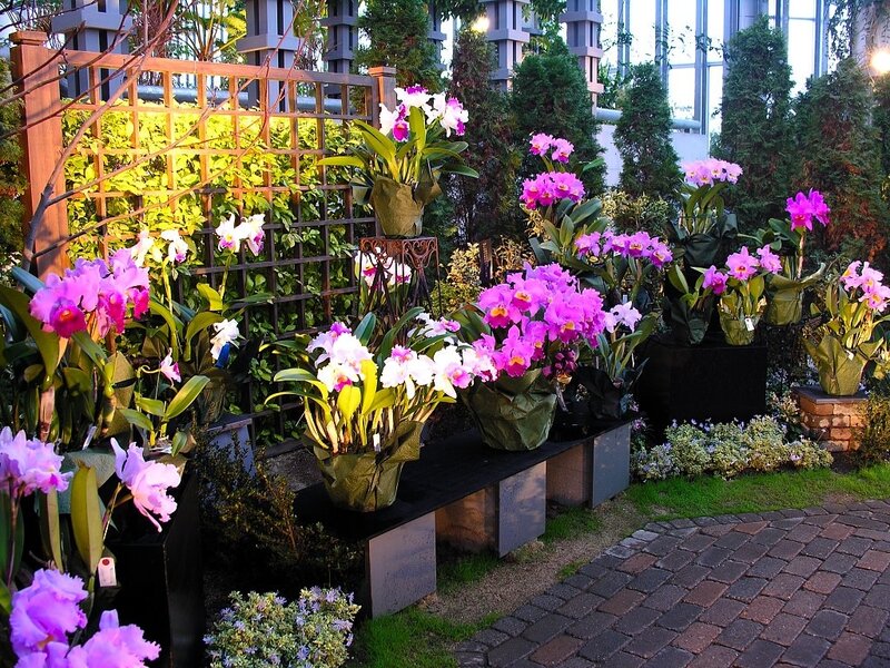 Orchid Display in Garden