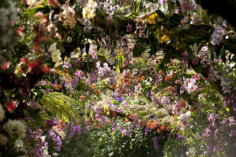 Orchid Display in Greenhouse — Purple