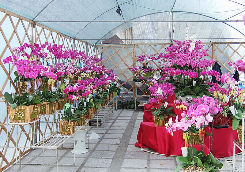 Orchid Display in Greenhouse