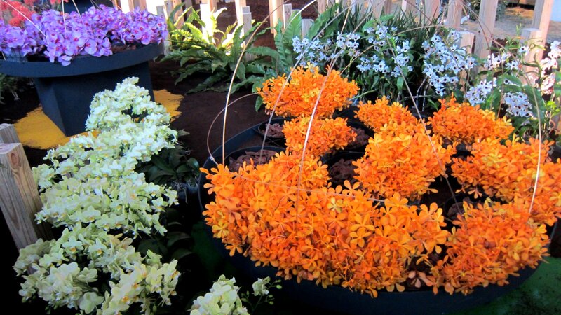 Orchid Display in Pots