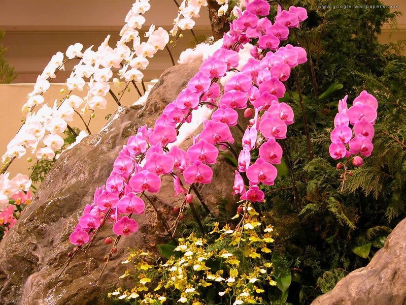 Orchid Display on Rocks