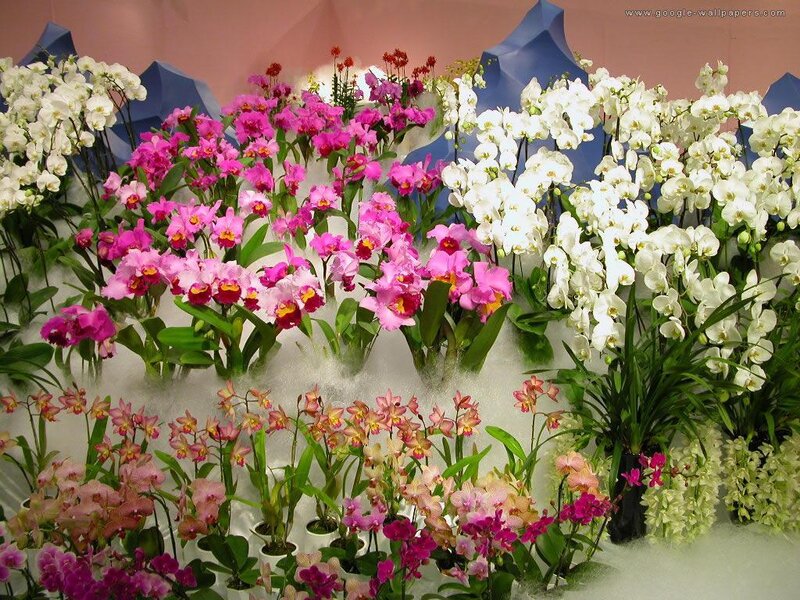 Orchid Display