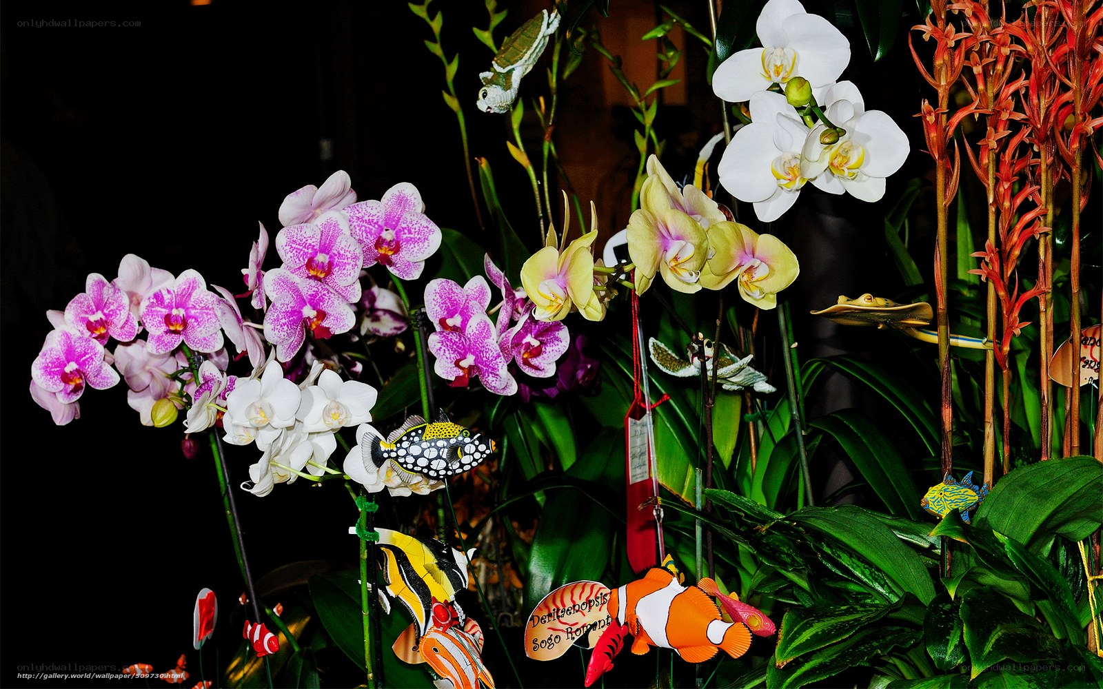 Orchid display with fish ornaments