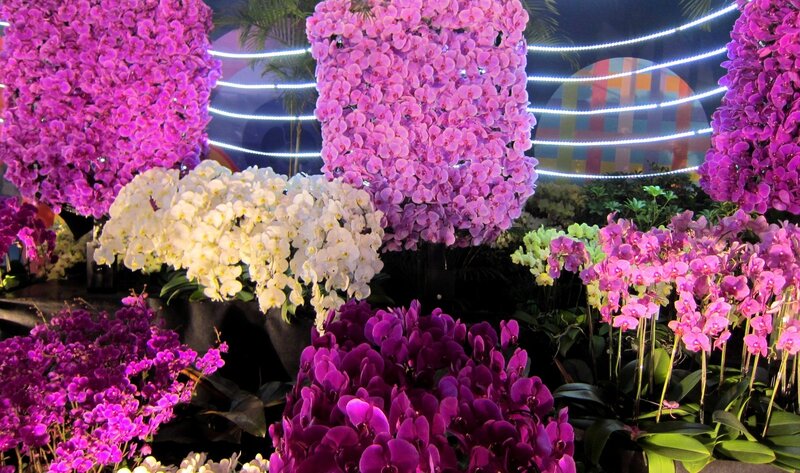Orchid Flower Display — Purple
