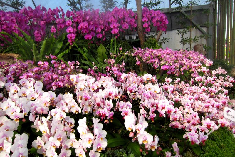 Orchid Flower Display