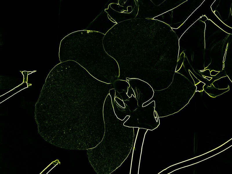 Orchid Flower Outline
