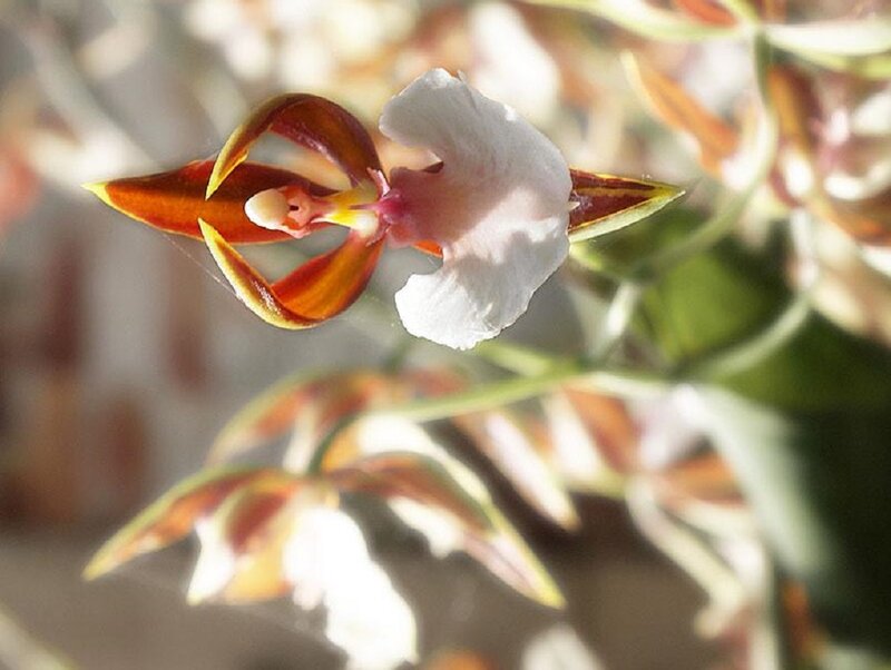 Orchid Flower
