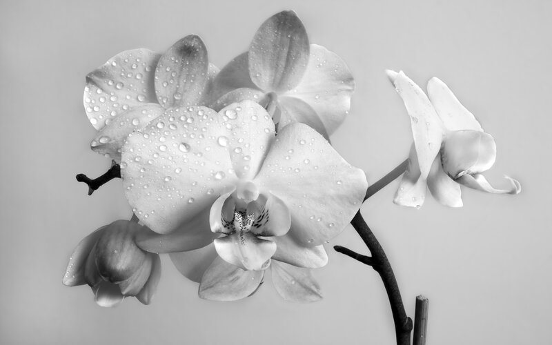 Orchid Flower with Water Droplets