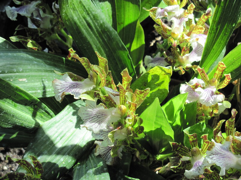 Orchid Flowers and Leaves