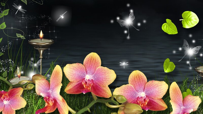 Orchid Flowers at Night