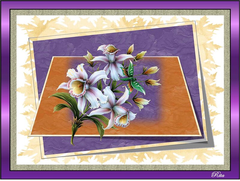 Orchid Flowers in a Frame