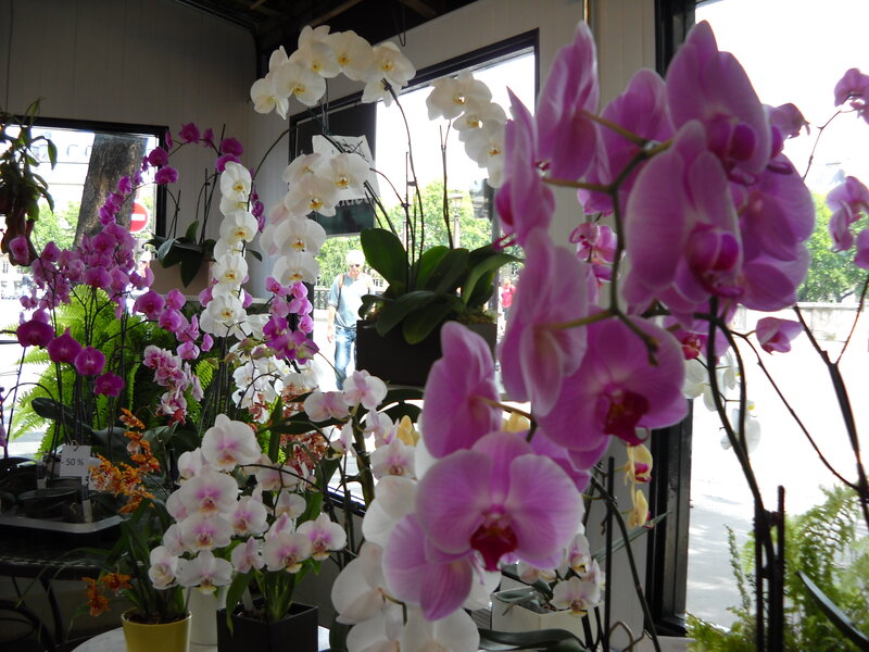 Orchid Flowers in a Shop