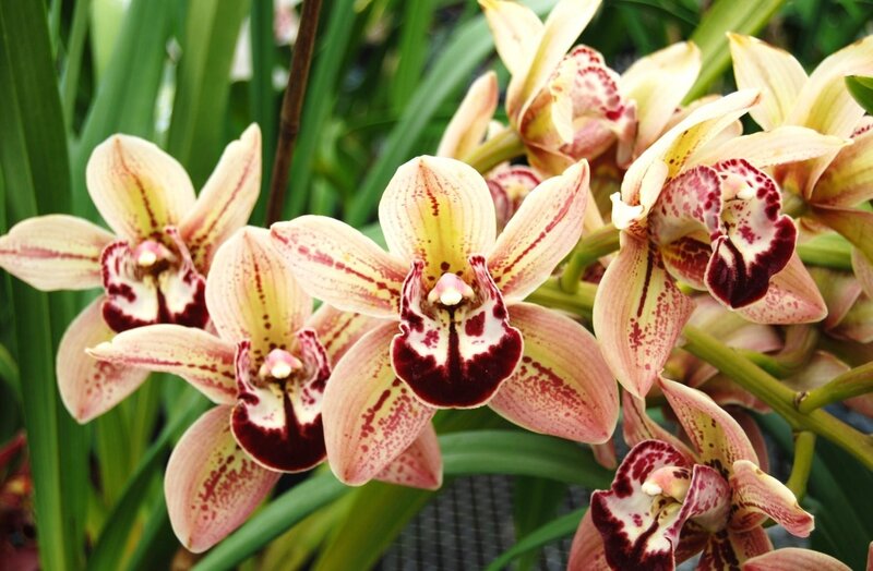 orchid flowers in bloom