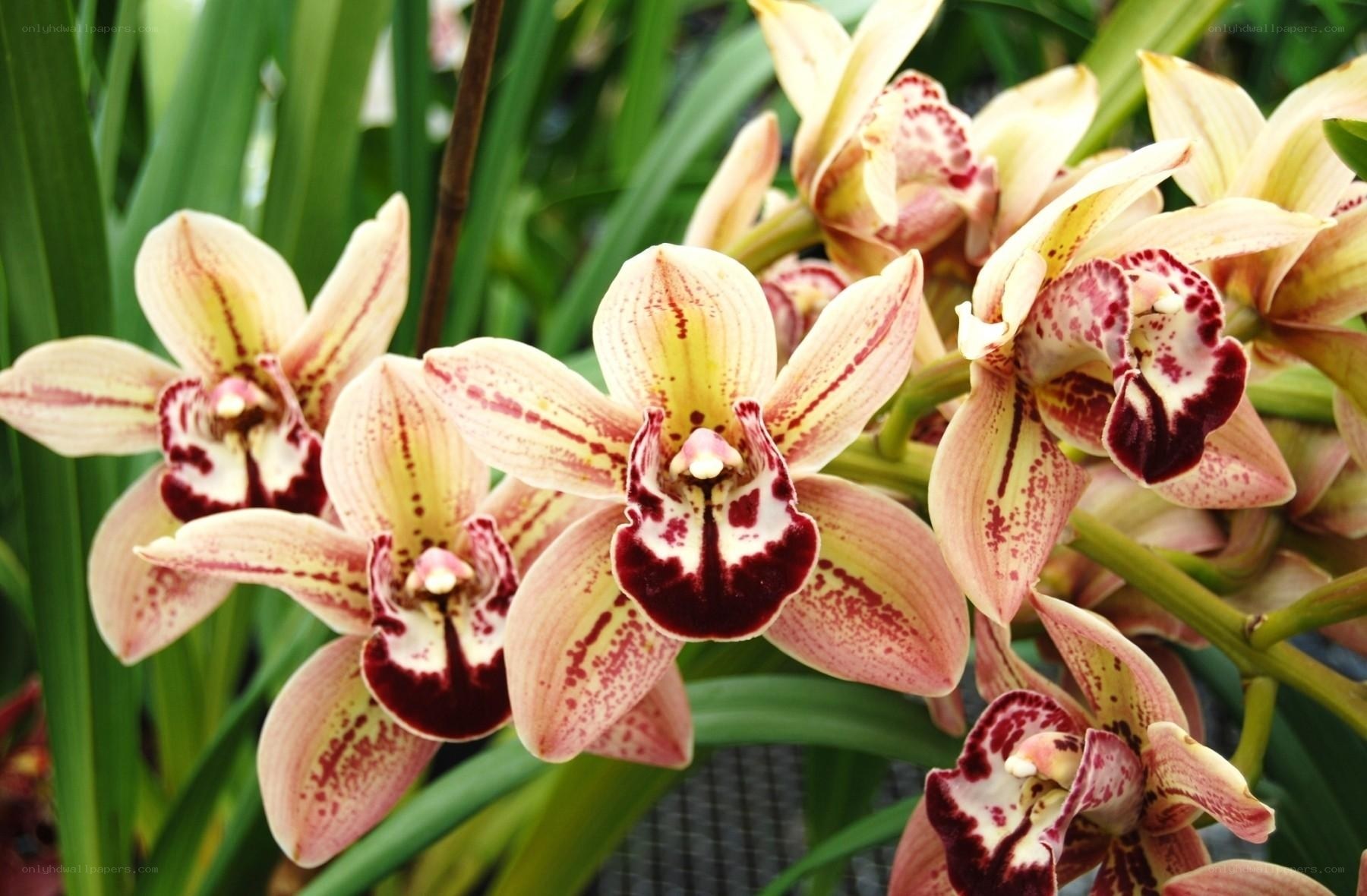 orchid flowers in bloom