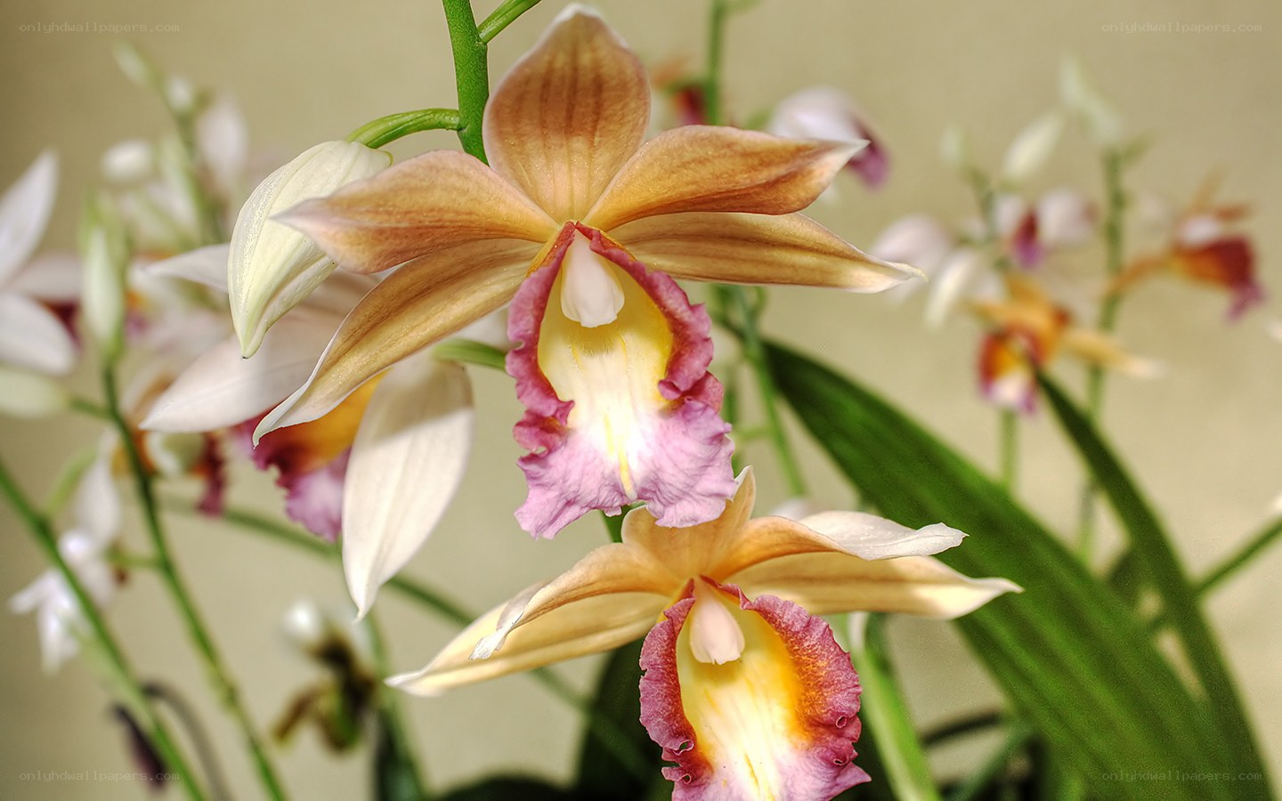 Orchid flowers in bloom