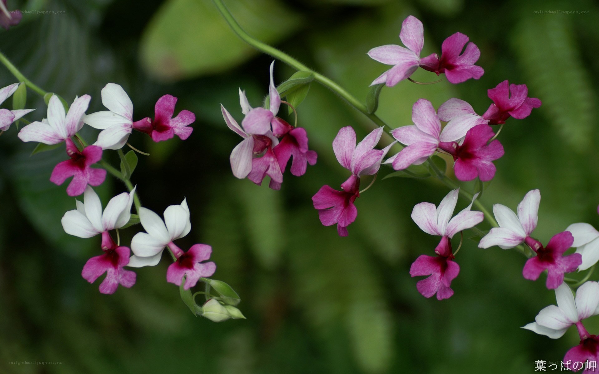 Orchid flowers in bloom