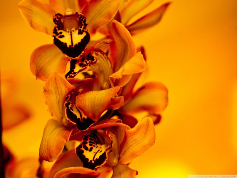 Orchid Flowers in Bloom — Orange