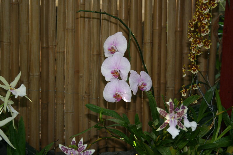 Orchid Flowers in Bloom — Pink, Calm