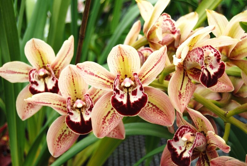 Orchid Flowers in Bloom — Pink, Natural