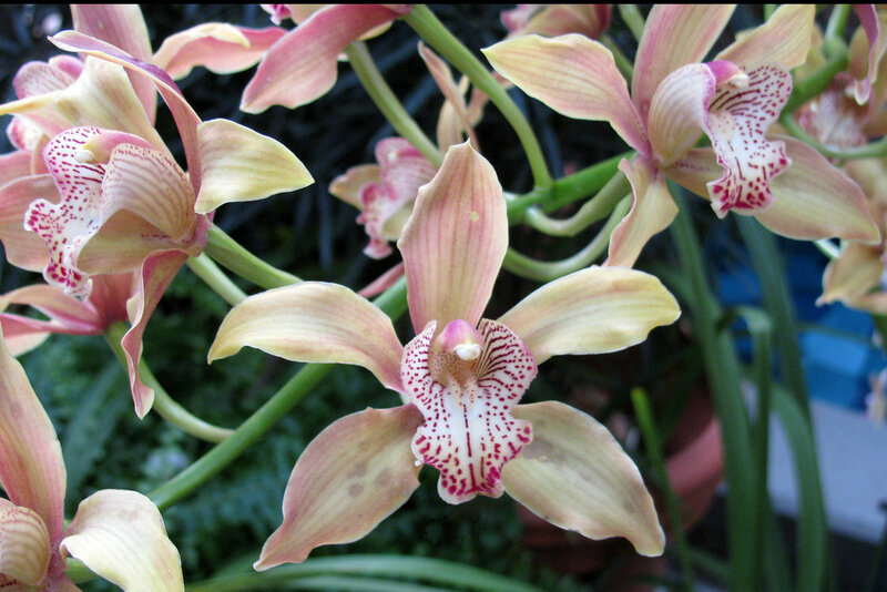 Orchid Flowers in Bloom — Pink