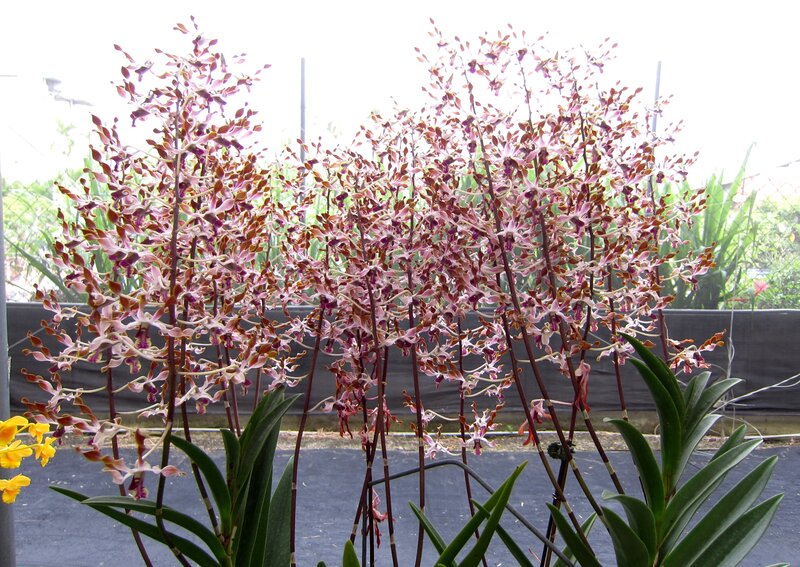 Orchid Flowers in Bloom — Purple