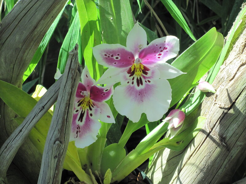 Orchid Flowers in Bloom — White, Natural