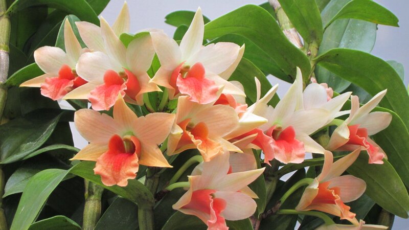 Orchid Flowers in Bloom — White