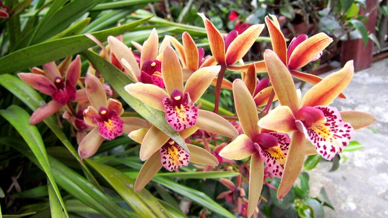 Orchid Flowers in Bloom — Yellow, Natural