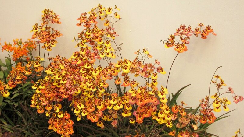 Orchid Flowers in Bloom — Yellow